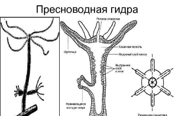 Kraken что это за магазин